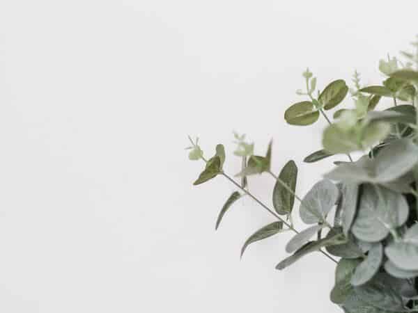 Comment l'eucalyptus peut soulager la douleur de l'épicondylite